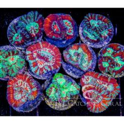 ECC Ultra Wilsoni Brain Coral Frag