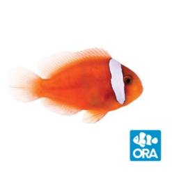 ORA Fiji Clownfish Captive-Bred
