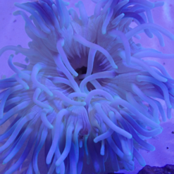 OGA Blue Long Tentacle Anemone