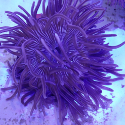 OGA Pruple Long Tentacle Anemone