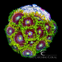 ECC Starfighter Zoanthid 4+ polyp