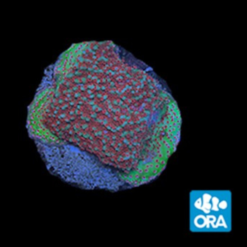 ORA MIMF Red Polyp Montipora