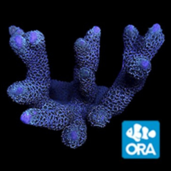 ORA MIMF Digitata Montiopra Coral