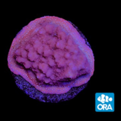 ORA MIMF Mystic Montipora