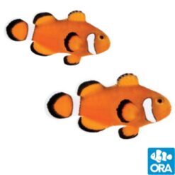 ORA False Percula Clownfish Extreme Misbar Captive Bred PAIR