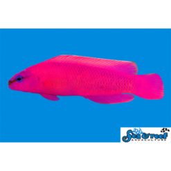 S&R Orchid Dottyback Captive-Bred