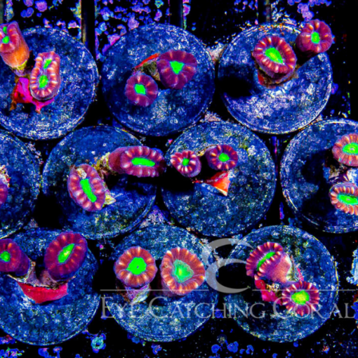 ECC Candy Cane Coral Frag