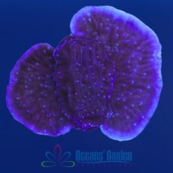 OGA Purple Cap Montipora