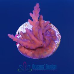 OGA Florida Sunset Acropora