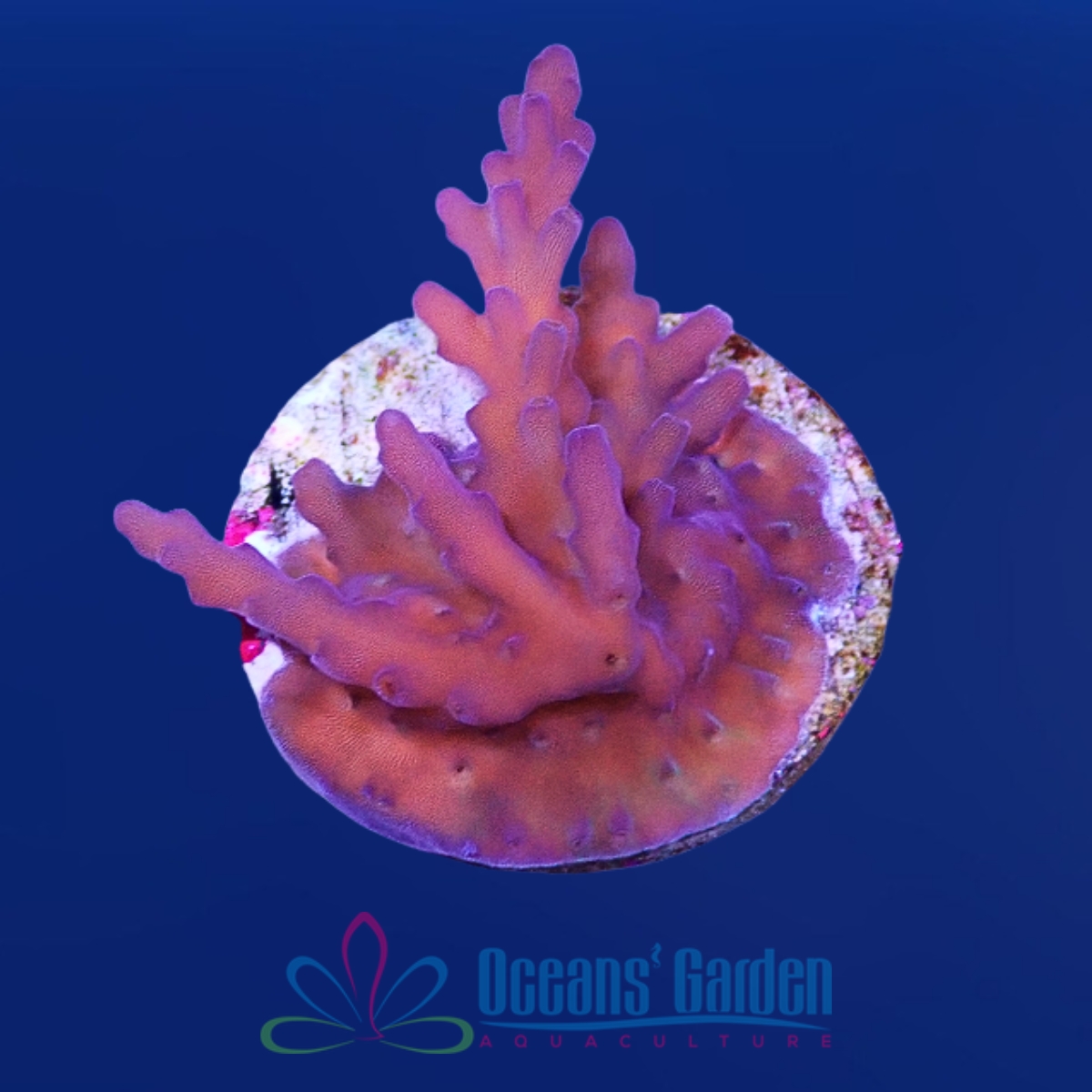 OGA Florida Sunset Acropora