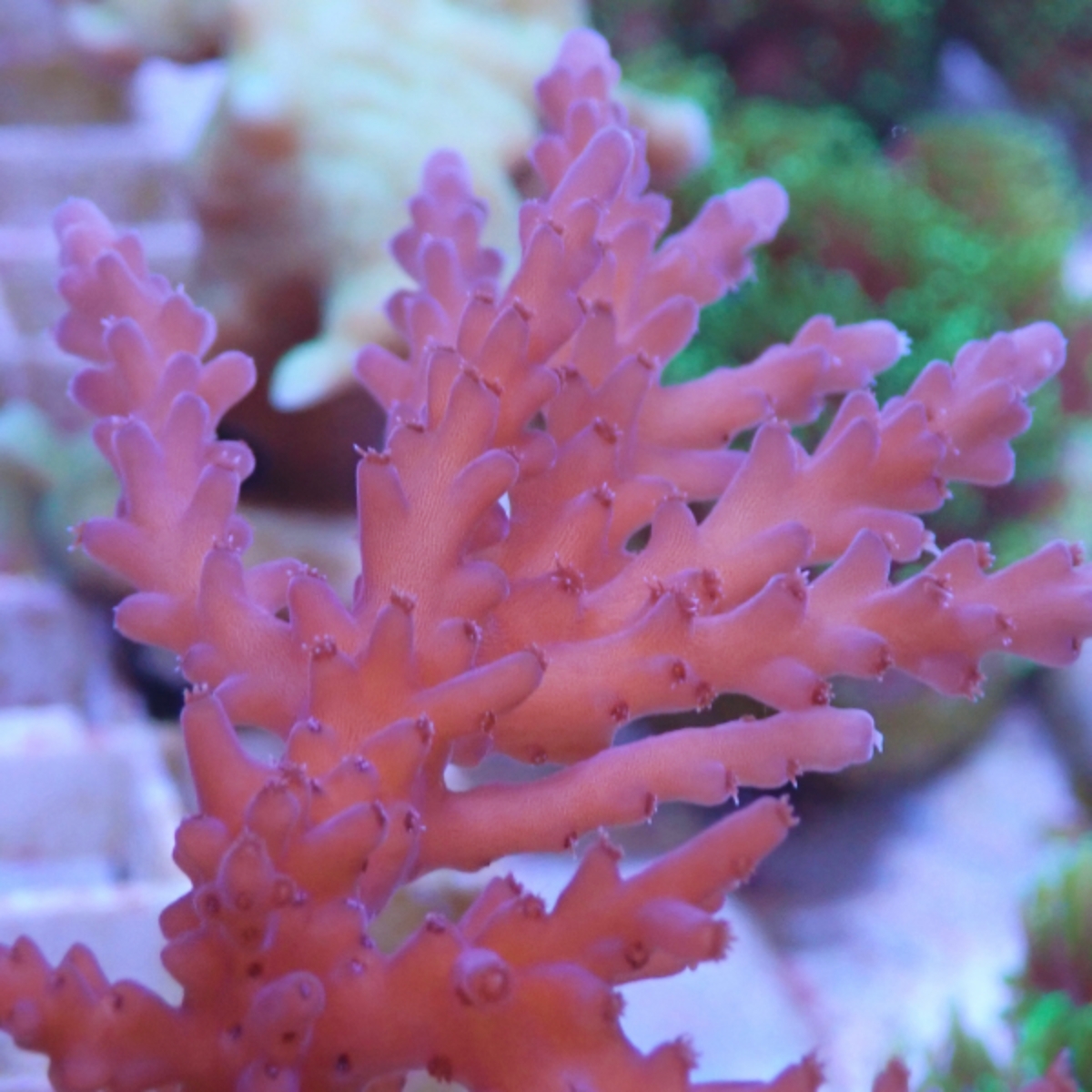 OGA Florida Sunset Acropora - Image 2