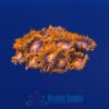 OGA Bam-Bam Zoanthid