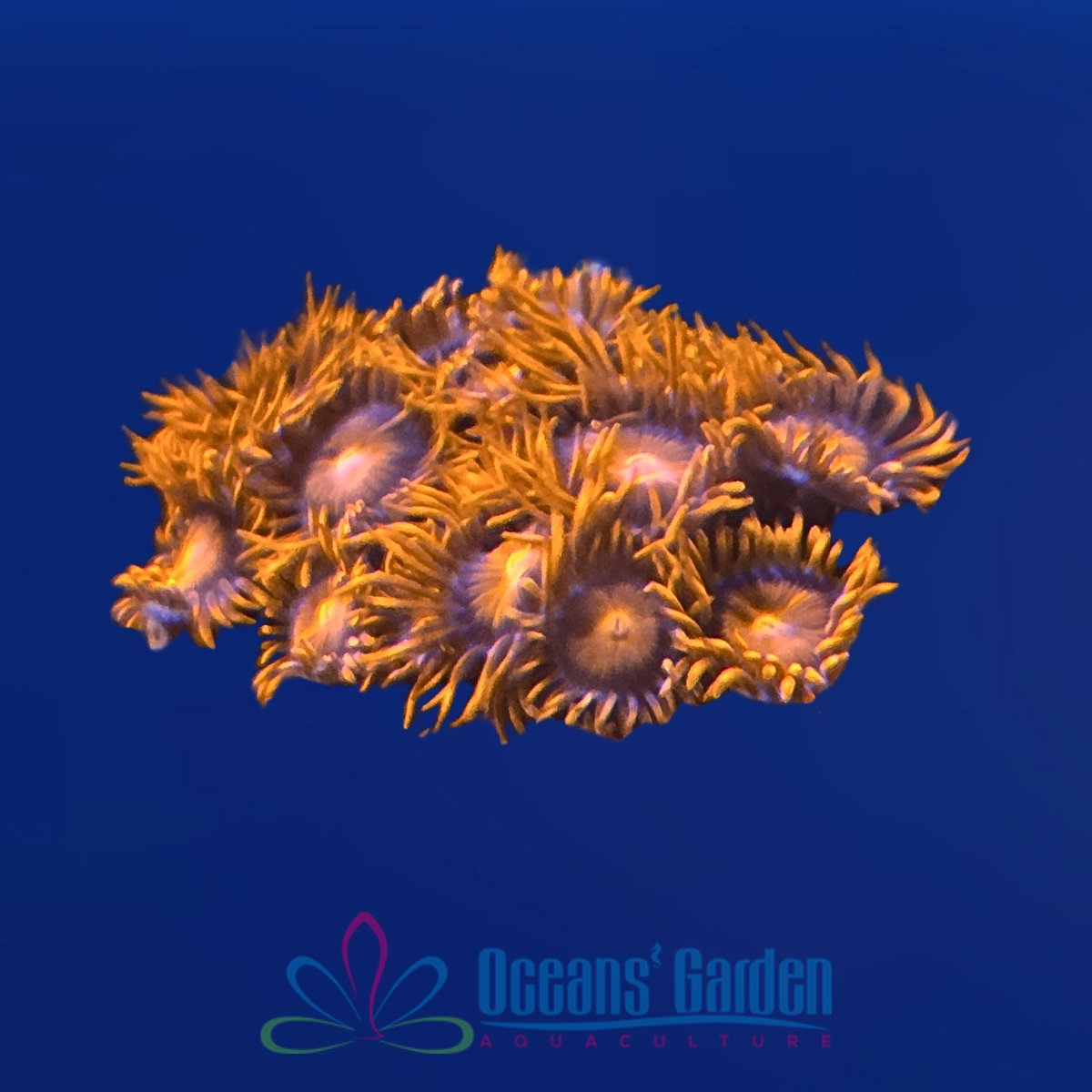 OGA Bam-Bam Zoanthid