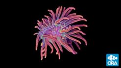 ORA Acid Wash Bubbletip Anemone- Captive Bred
