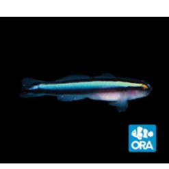 ORA Hybrid Cleaner Goby Captive-Bred