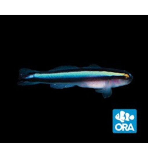 ORA Hybrid Cleaner Goby Captive-Bred