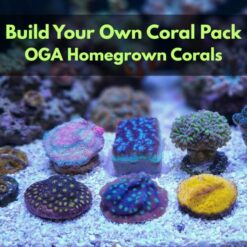 Build Your Own Coral Pack Special (pick 5 minimum)