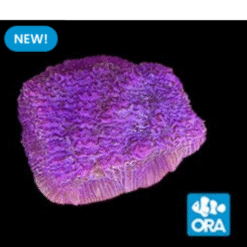 ORA MIMF Bowl Coral (Halomitra sp.)