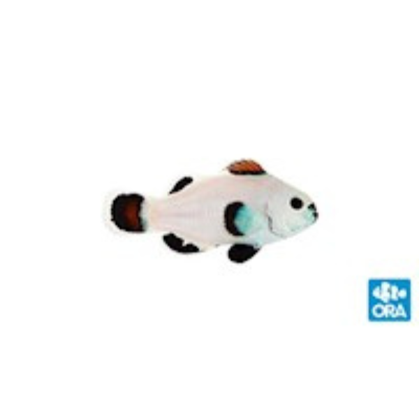 ORA Orange Snow Storm Clownfish Captive Bred