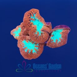 OGA Bleeding Apple Blastomussa Wellsi Frag