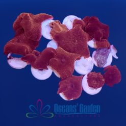 OGA Clown Nose Discosoma Mushroom Coral