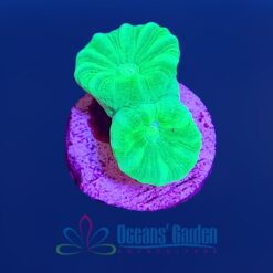 OGA Gamma Ray Trumpet Coral - Limit 1 Special