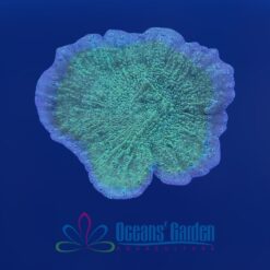 OGA Leng Sy Montipora Cap