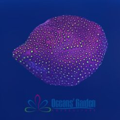 OGA Mardi Gras Carnival Stylocoeniella - Limit 1 Special