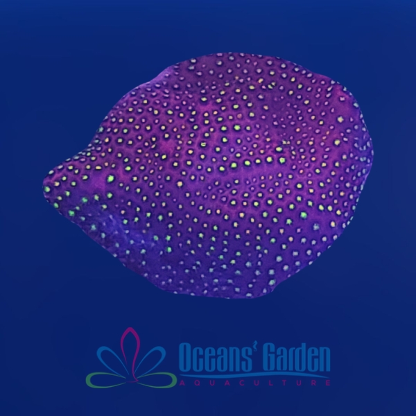 OGA Mardi Gras Carnival Stylocoeniella - Limit 1 Special