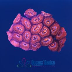 OGA Red Fissure Micromussa Lordhowensis - Limit 1 Special