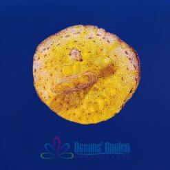 OGA Ra's Sun Leptoseris