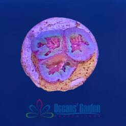 OGA Silver Lining Gonastrea - Limit 1 Special