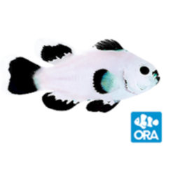 ORA Veilfin Snow Storm Clownfish Captive Bred