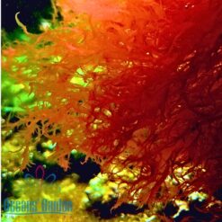 OGA Dragons Breath Algae