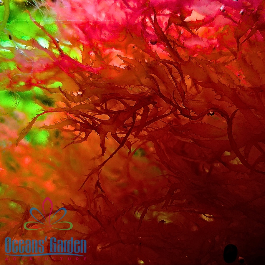 OGA Dragons Breath Algae - Image 2